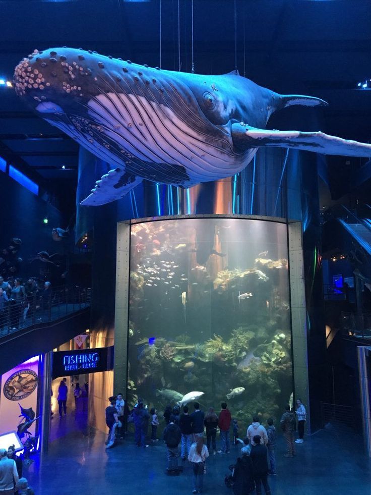 Whale Shark Exhibition 1